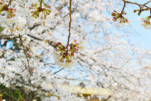 2019hanami01.jpg